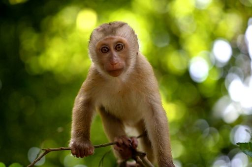 imagem de um macaco