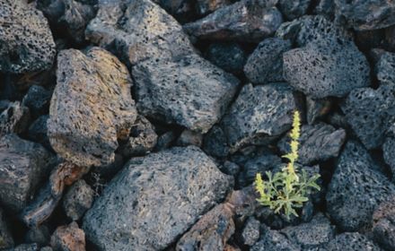 Wachstum einer Pflanze zwischen Steinen