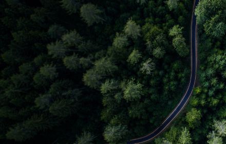 Aerial shot of road in a forest