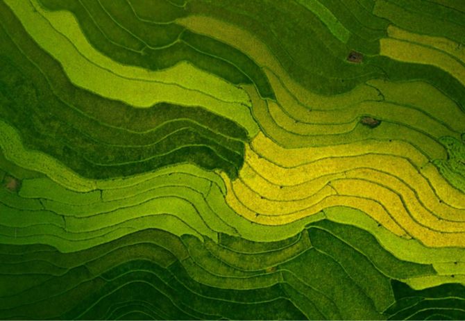 Sustainable rice field in Asia