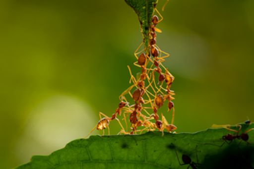 Ants climbing leaf