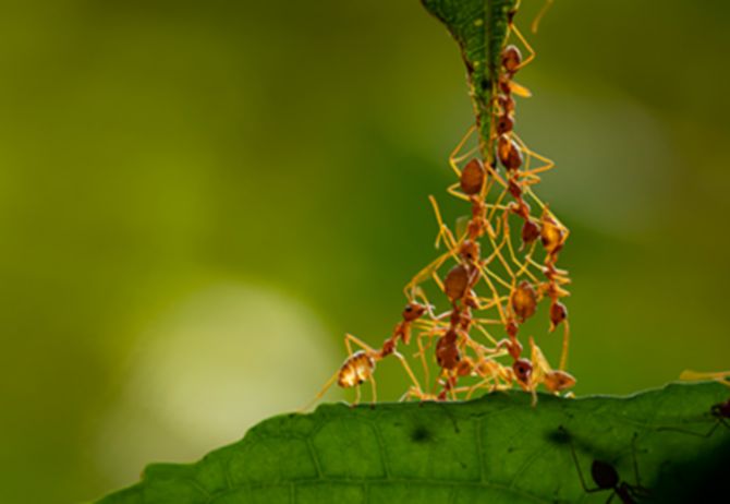 Ants climbing leaf