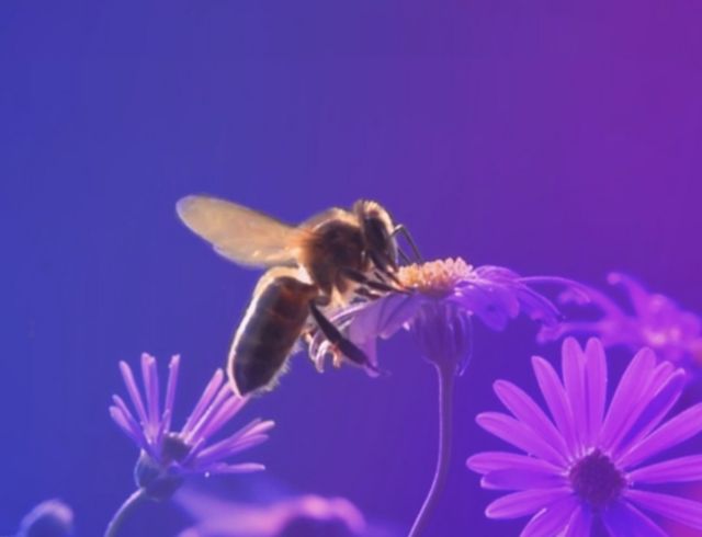 bee on flower 