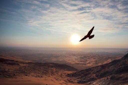 bird flying over desert