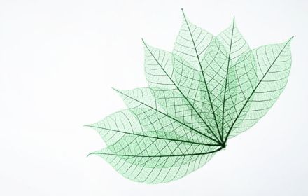 Leaf on light grey background