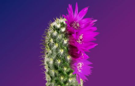 Managing risk for sustainable growth cactus flower gradient