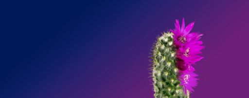 Managing risk for sustainable growth cactus flower gradient