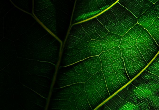 close-up-shot-of-green-leaf