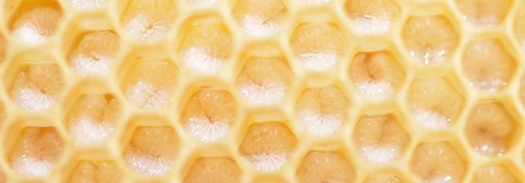 close view honeycomb