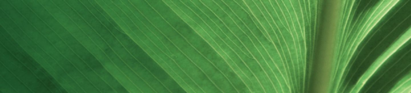 Close up of Green leaf