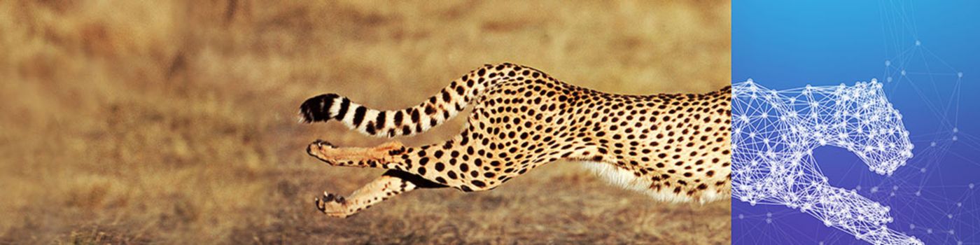 laufender Gepard