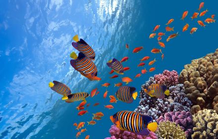 Coral reef, fish groups in clear ocean water