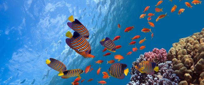 Coral reef, fish groups in clear ocean water