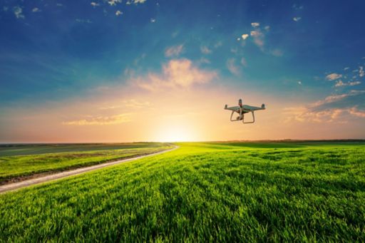 Drone quad copter on green corn field
