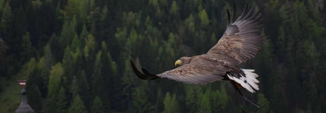 Eagle flying above green forest