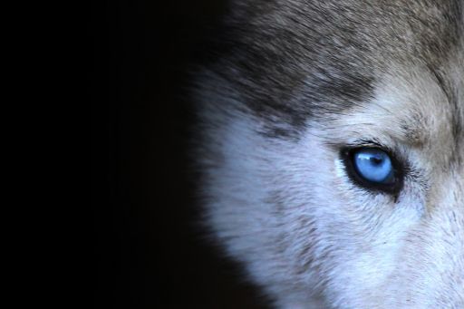 Eye of a wolf