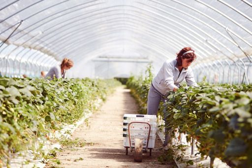 Farm worker harvests strawberry fruits in poly tunnel