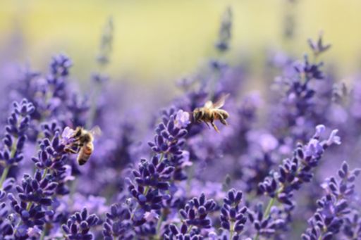 Décryptages : 20 mai 2019, deuxième Journée mondiale des abeilles