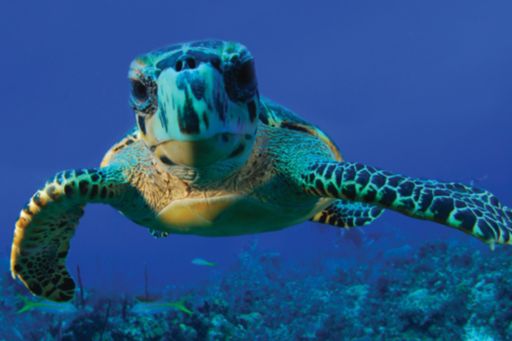 Giant turtle swimming in sea