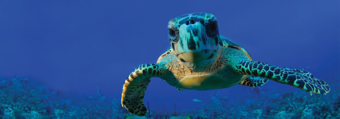 Giant turtle swimming under sea