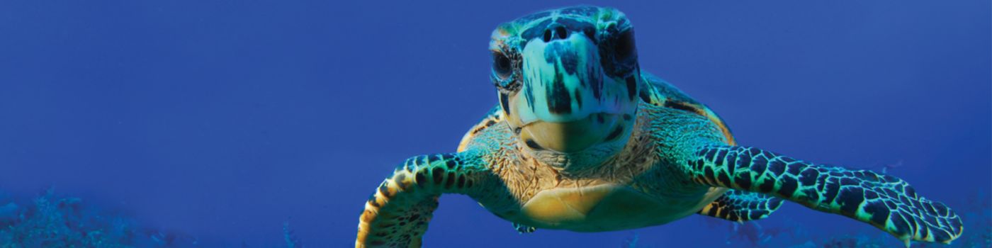在海底游动的海龟