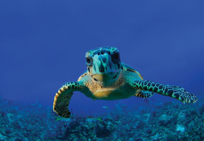 Giant turtle swimming under sea