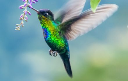 green hummingbird flying banner