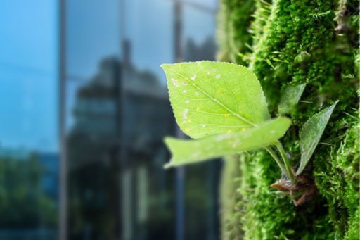 Green sapling against a glass building