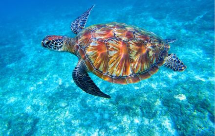 Green sea turtle swimming in sea