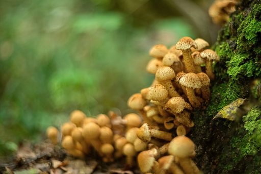 Group of toadstool mushrooms grow on tree trunk covered with green moss