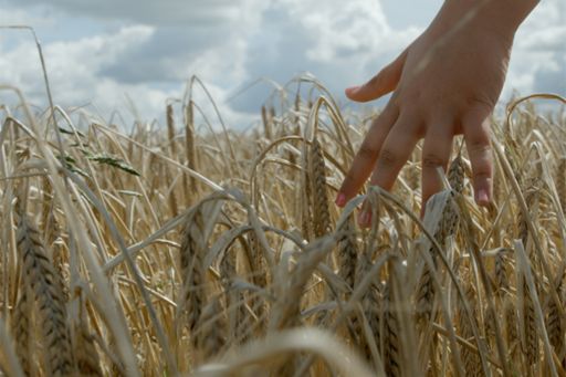 Hands in wheat crop grass