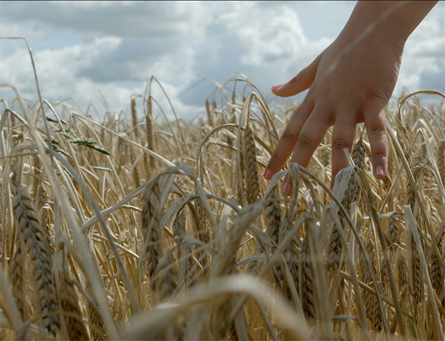 Hand sliding through wheat crops