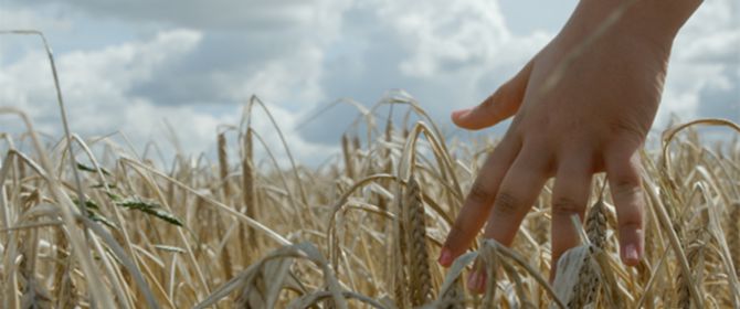 Hands in wheat crops grass