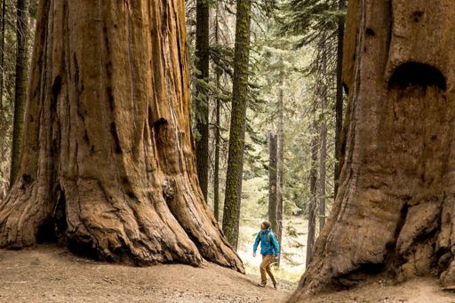 Hiker in forest with big trees