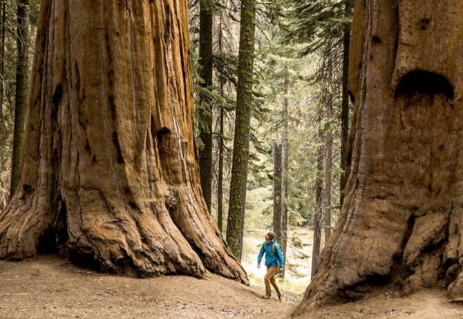 Hiker in forest with big trees