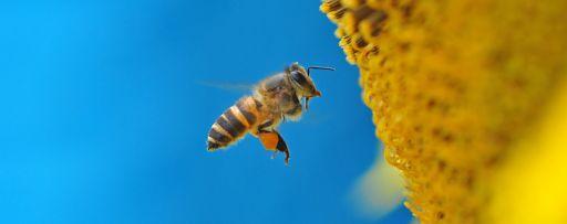 Honey bee over yellow pollen against blue background