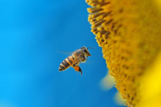 Honey bee over yellow pollen against blue background