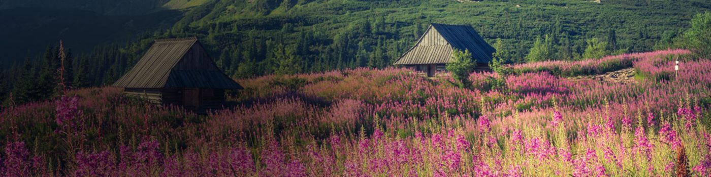 Huts in the fields of pink flowers near mountains