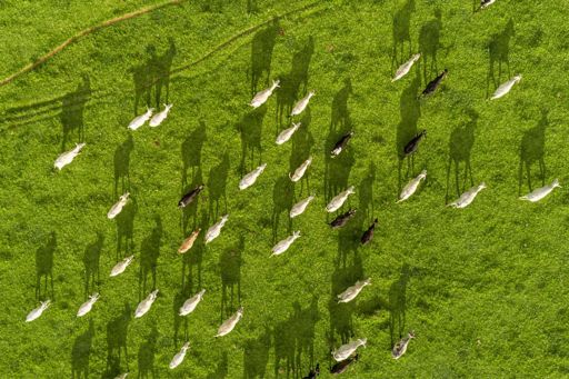 Top view of herd nelore cattel on green pasture in Brazil.