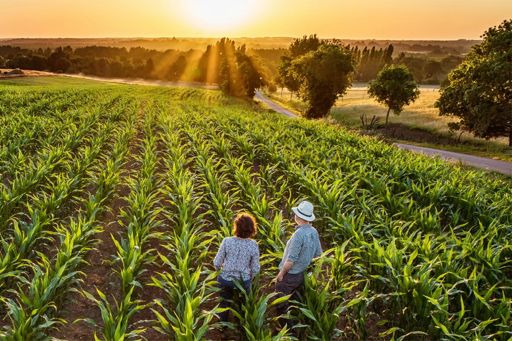 Two farmers in field of crops at sunset