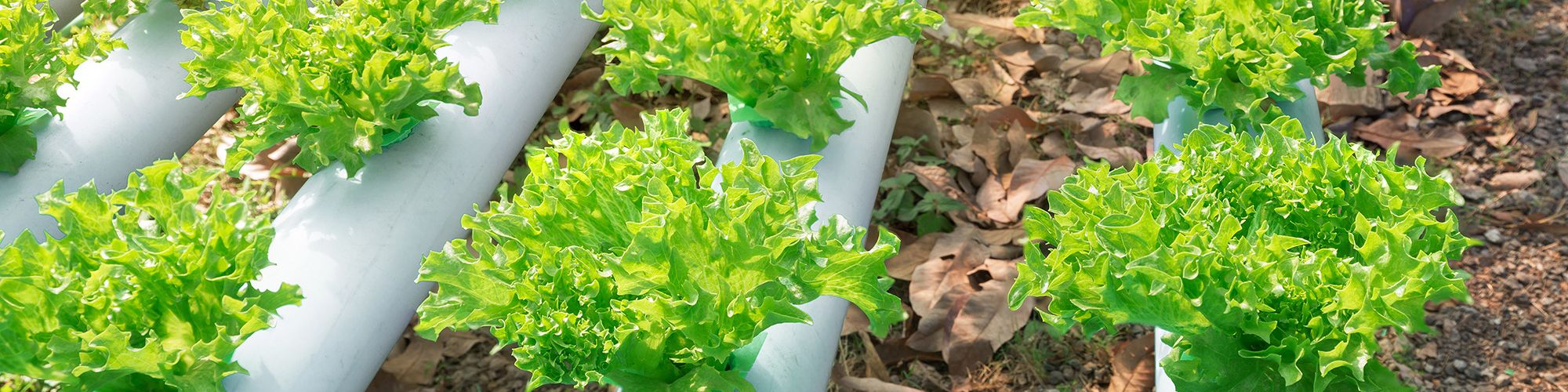 Hydroponic or Soilless Culture vegetable farm, Outdoor organic hydroponic vegetable cultivation farm.
