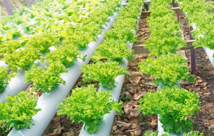 Hydroponic or Soilless Culture vegetable farm, Outdoor organic hydroponic vegetable cultivation farm.
