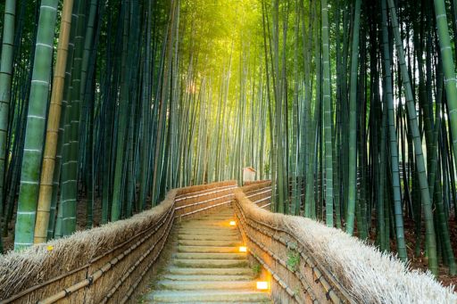 wooden-path-bridge-between-bamboo-forest