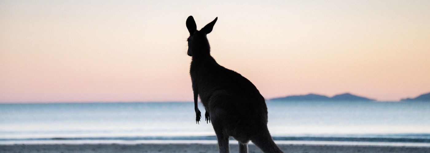 kangaroo at a beach