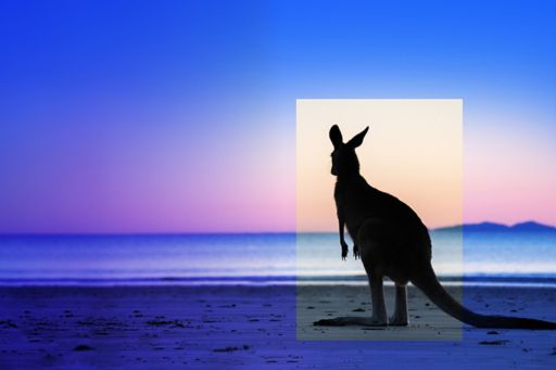 kangaroo-at-a-beach 