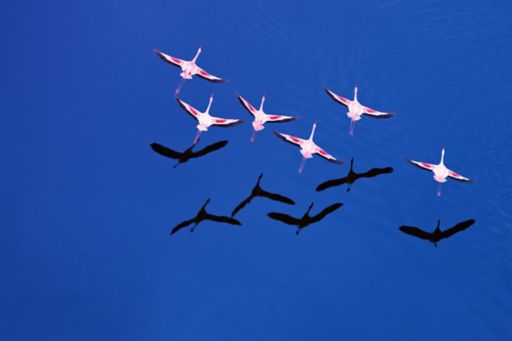 Aerial view of a group of flamingos