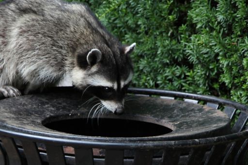 Raccoon on a bin