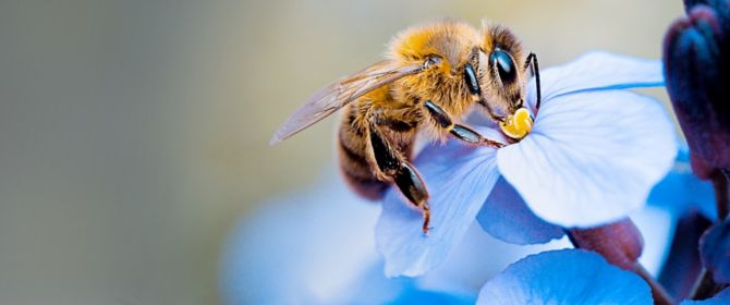Honey bees sipping nectar for KPMG Mutuals Industry review 2021