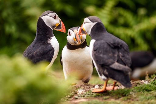 A huddle of puffins for KPMG Mutuals Industry review 2021