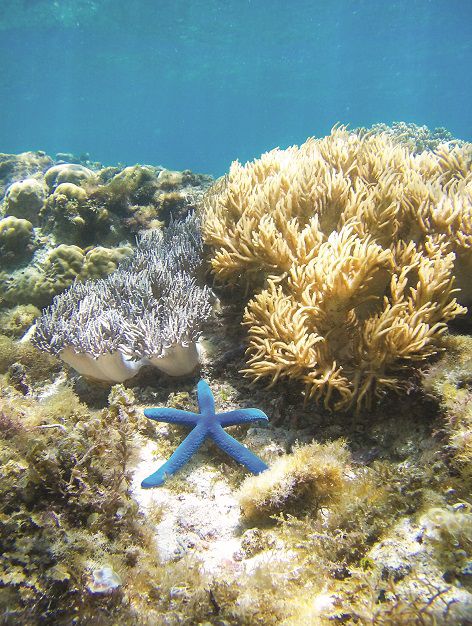 Blue starfish on coral garden underwater